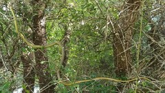 Chironius gouveai