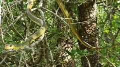 Chironius gouveai
