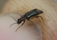 Axinotarsus marginalis