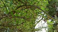 Chironius gouveai