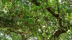 Chironius gouveai