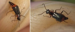 Axinotarsus pulicarius