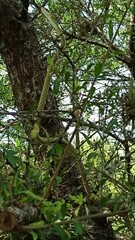Chironius gouveai