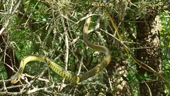 Chironius gouveai