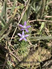 Wahlenbergia huttonii