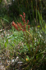 Rumex paucifolius