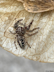 Dendryphantina