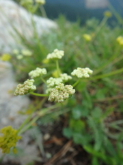 Chamaesciadium acaule