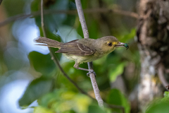 Mangrove Vireo photo 5