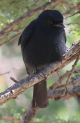 Melaenornis pammelaina ater
