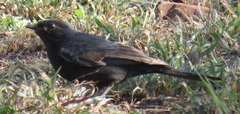 Melaenornis pammelaina ater