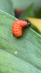 Chrysomelidae