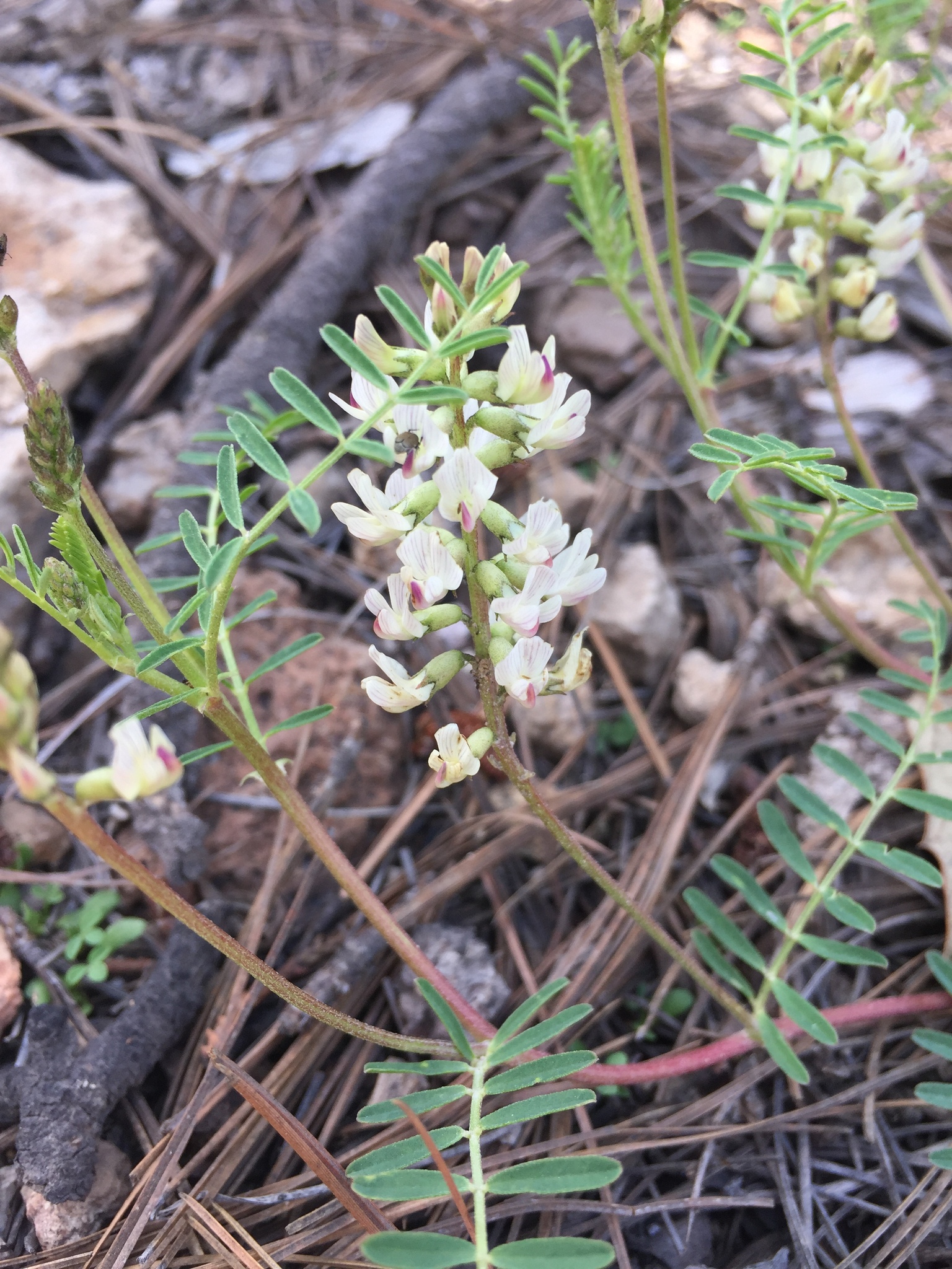 Astragalus vaccarum