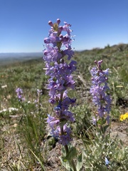 Penstemon cyathophorus
