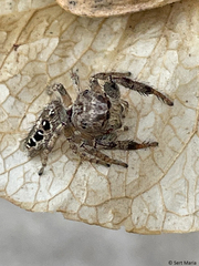 Dendryphantina