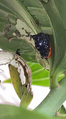 Pterygota