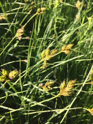 Wooton's sedge (Carex wootonii)