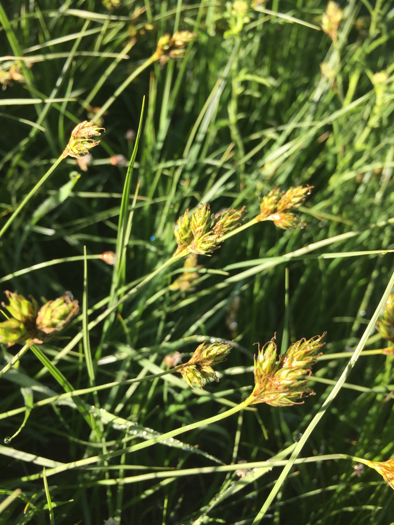 Carex wootonii