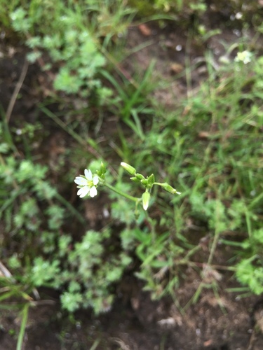 Image of Cerastium nutans by (c) Oscar C. González Martínez, some rights reserved (CC BY-SA)