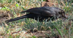 Melaenornis pammelaina ater