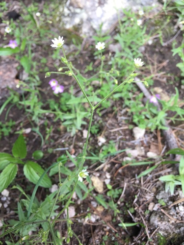 Image of Cerastium nutans by (c) Oscar C. González Martínez, some rights reserved (CC BY-SA)