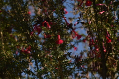 Cantua buxifolia