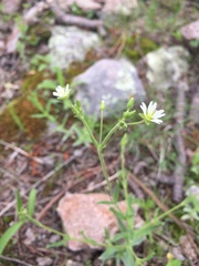 Cerastium nutans