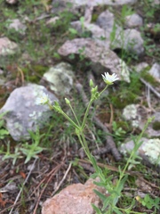 Cerastium nutans