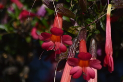 Cantua buxifolia