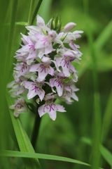 Dactylorhiza fuchsii
