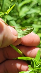 Caloptilia hypericella