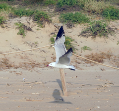 Ichthyaetus audouinii