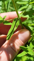 Caloptilia hypericella