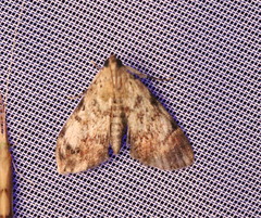 Epipaschia superatalis