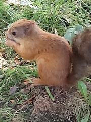Sciurus vulgaris