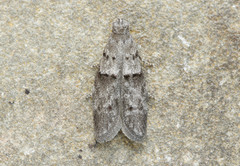 Wockia asperipunctella