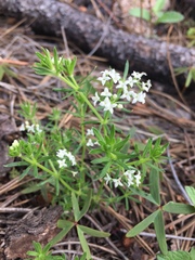 Galium mexicanum