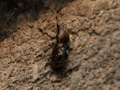 Euparius paganus