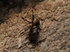 Euparius paganus