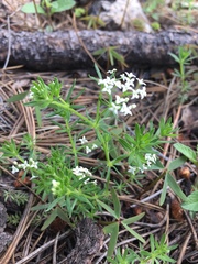 Galium mexicanum