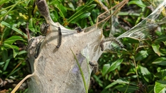 Eriogaster arbusculae