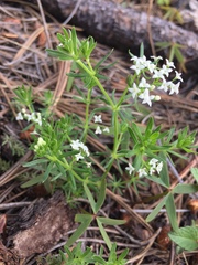 Galium mexicanum