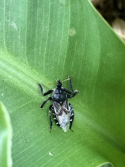 Apiomerus longispinis