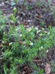 Galium mexicanum