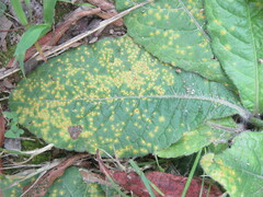 Coleosporium elephantopodis