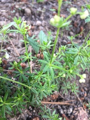 Galium mexicanum