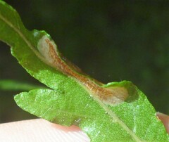 Phyllonorycter restrictella