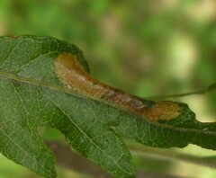 Phyllonorycter restrictella