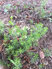 Galium mexicanum