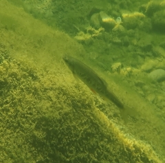 Sarmarutilus rubilio